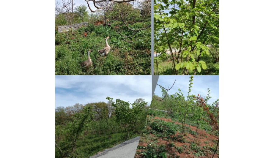 "Sustainability in my neighbourhood" - Example of project implemented by students in DigiCLIL